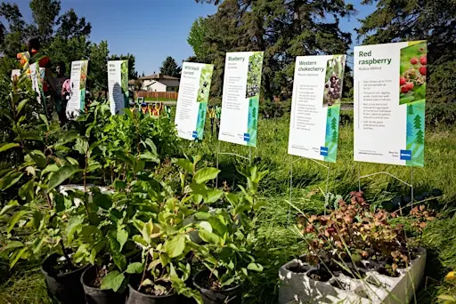 Rooting for Rat Creek- Tree Planting event at Kinnaird Park