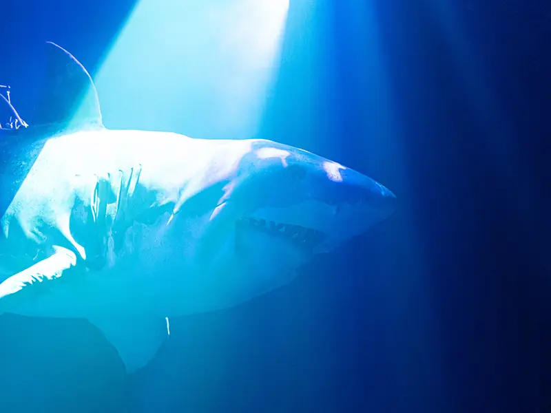 Erth's Shark Dive: The Experience