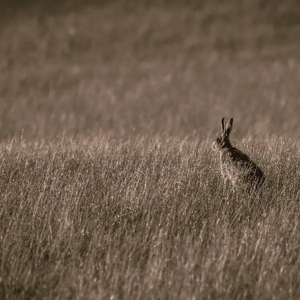 Shallow Resting Place