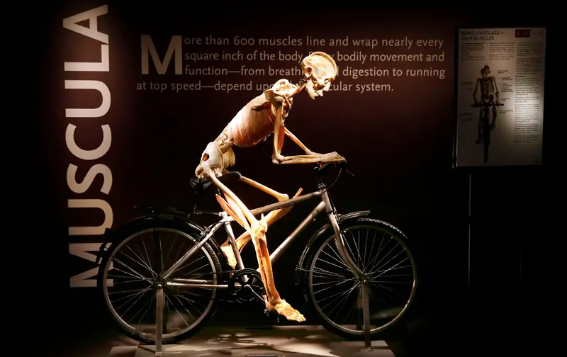 Bodies: The Exhibition at Luxor Hotel and Casino à Las Vegas, NV