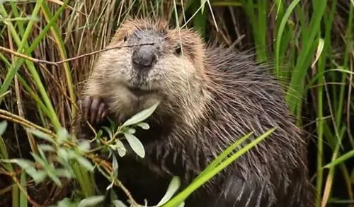Beavers, Beavers, Beavers +Q&A en Brewery Arts Centre