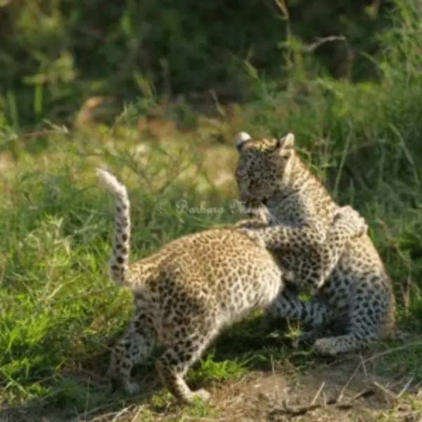 Halesworth & District U3A presents: Big Cats Around The Globe by Barbara Meyer at The Cut