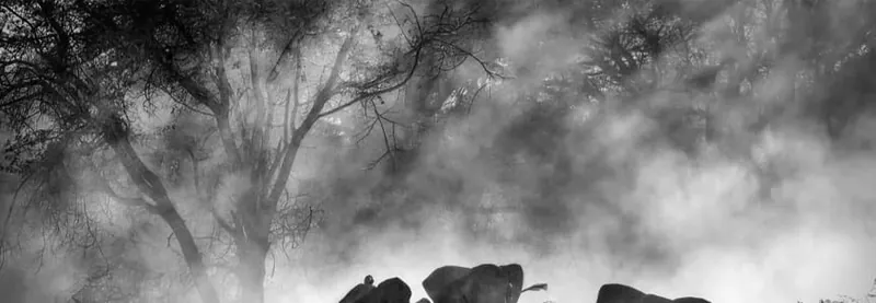 Ghost Elephants