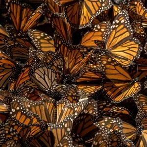 Jaime Rojo: Chasing Monarchs à Jack Singer Concert Hall at Werklund Centre