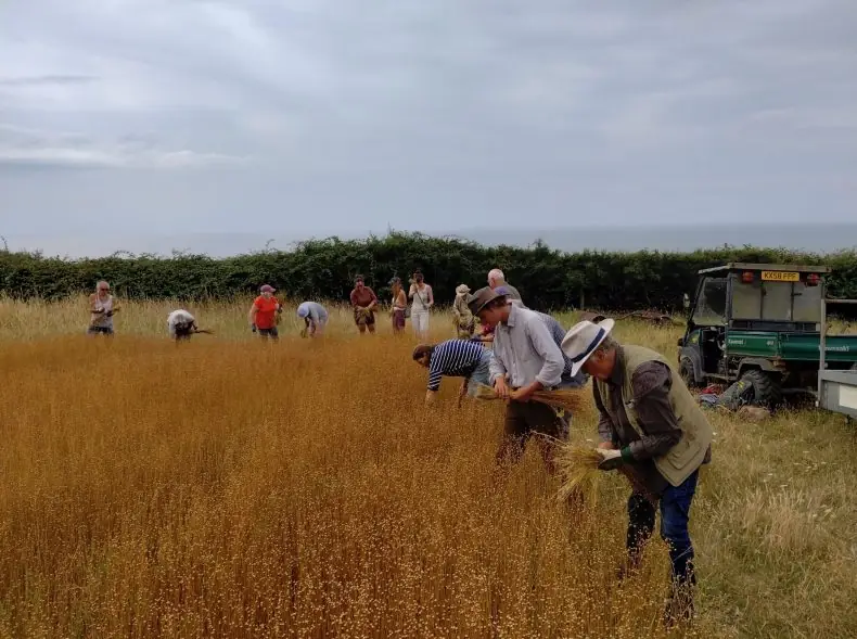 Flax Uncovered
