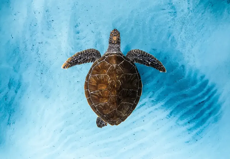 OCEAN FILM FESTIVAL WORLD TOUR
