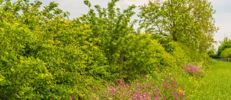Hedgerow Medicine