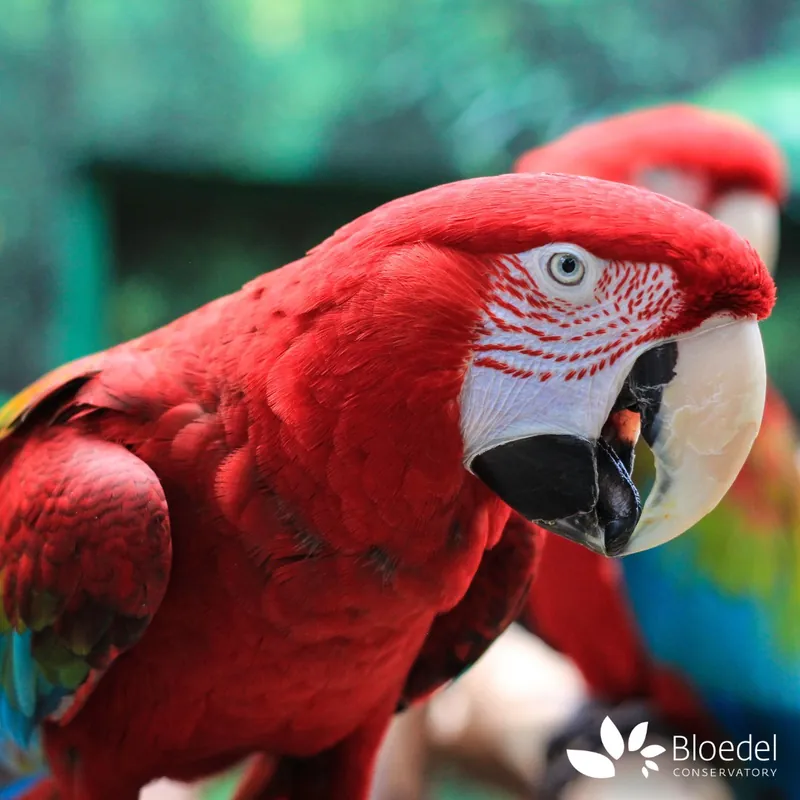 Bloedel Conservatory en Bloedel Conservatory