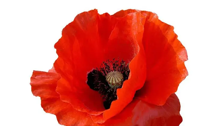A Concert Of Remembrance '26 à Park & Dare Theatre
