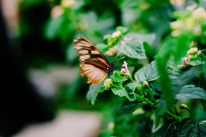 Creative Nature Club