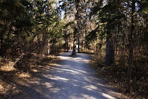 Forest Bathing Walk (ANFT Certified) at Sir Wilfrid Laurier Park