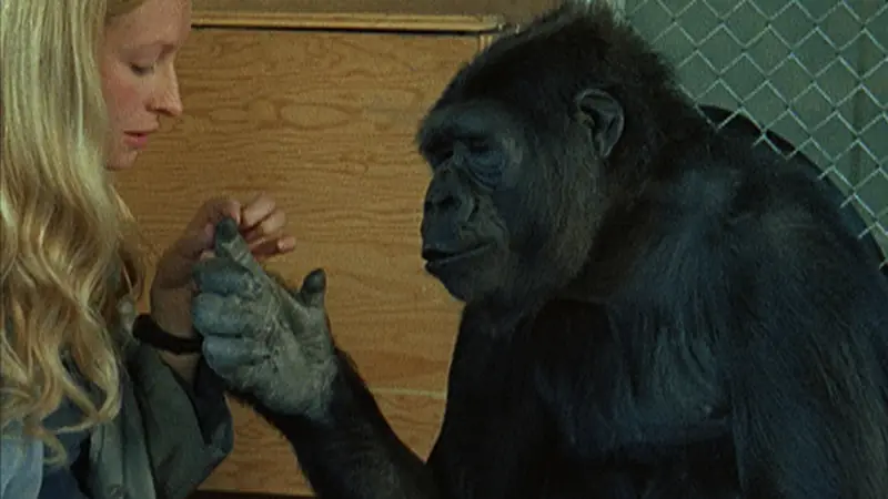 Koko: A Talking Gorilla at The Roxy Theater