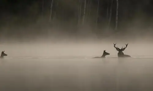 Whispers In The Woods