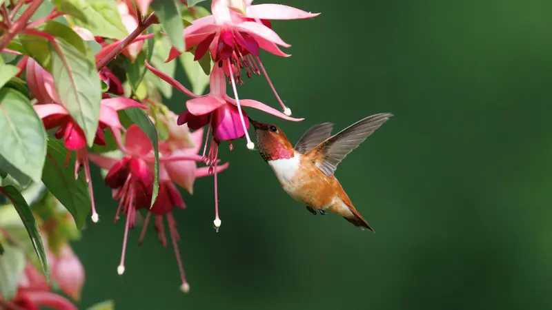 Gardening for Wildlife à Myriad Botanical Gardens