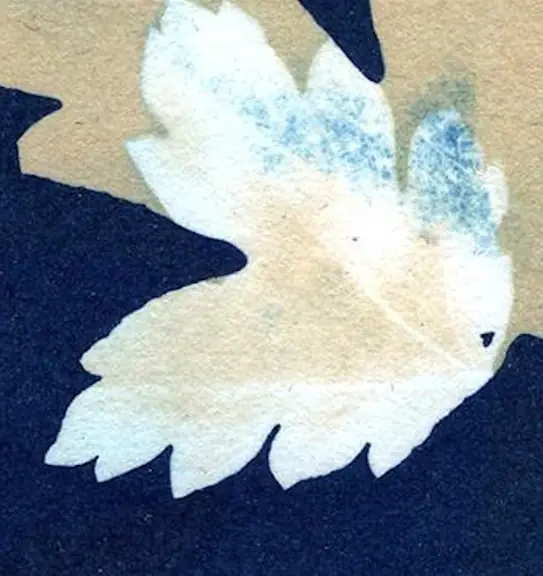 Duotone Cyanotypes