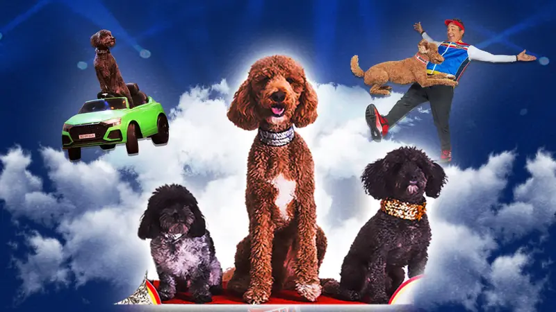 Puppy Pals Live à Bardavon 1869 Opera House