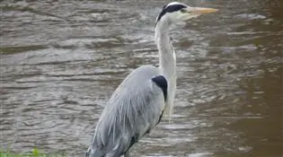 Life around the Lough @ Antrim Castle Gardens and Gateway à Antrim Castle Gardens to Lough Neagh