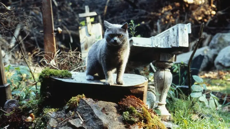 Pet Sematary (1989)