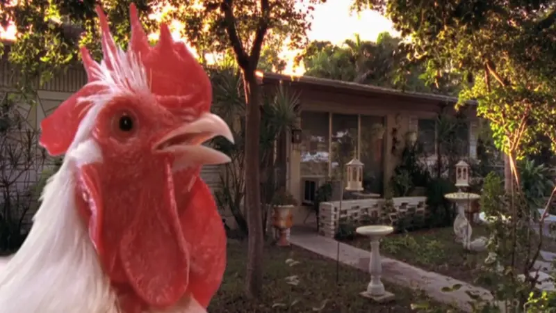 Cane Toads: An Unnatural History & The Natural History of the Chicken at The Roxy Theater